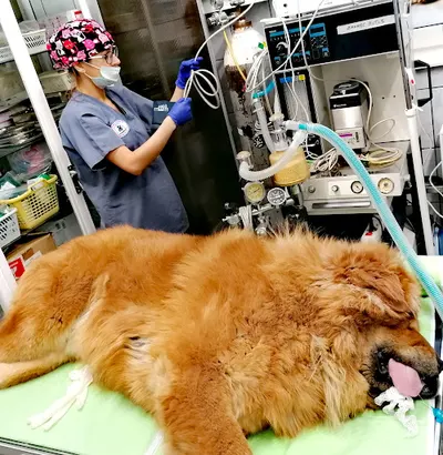 Przychodnia Weterynaryjna Elbląskie Centrum Małych Zwierząt